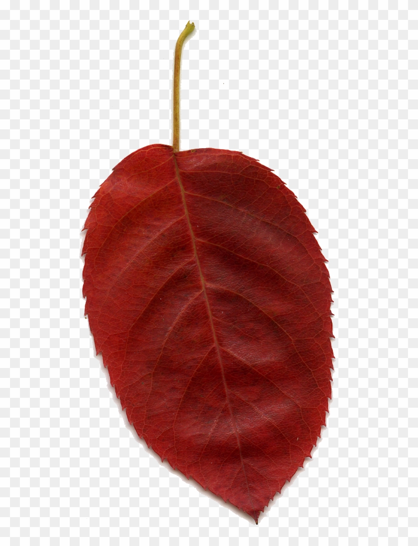 Red Leaf Clip Art At Clker - Maple #1045522