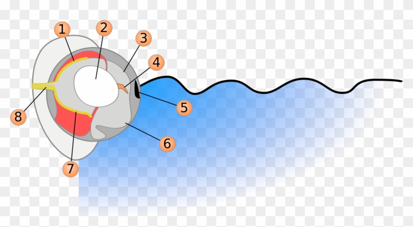 Four-eyed Fish Diagram ©wikic - Eye #1046183