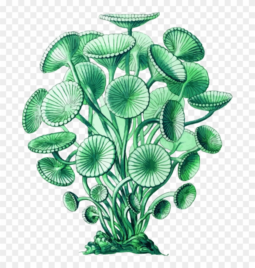 Medium Image - Art Print: Haeckel's Siphoneae Hydrozoa, 61x46cm. #1046214