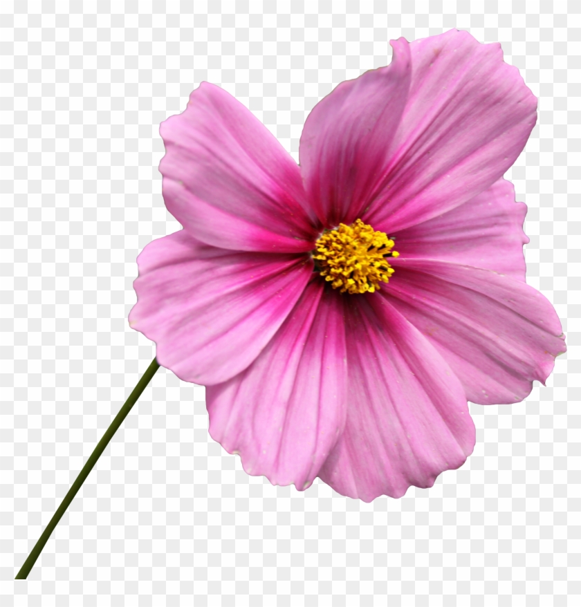 Yükle Png Clipping Flower Graphics Png Image - Flor Png #1047099