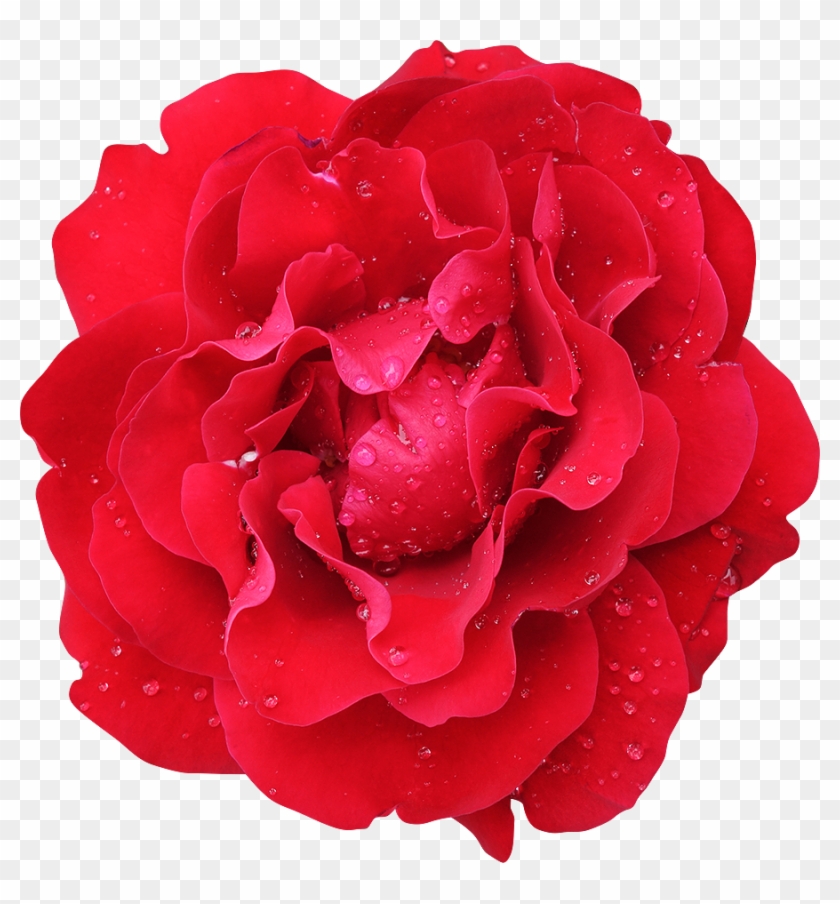 37 Photo Fleurs Rose - 37 Photo Fleurs Rose #1047342