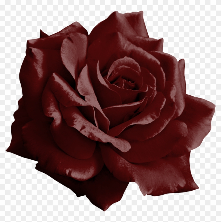 Burgundy Rose Png By Yotoots Burgundy Rose Png By Yotoots - Burgundy Rose Transparent #1047365