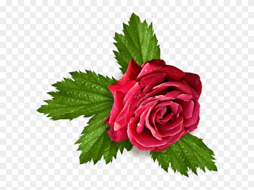 La Rose Et Les Feuilles - Feuille De Rose Png #1047373