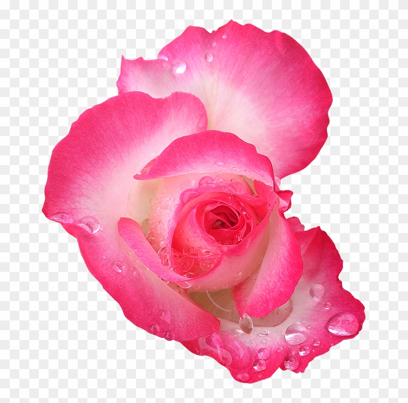 Fleur13 Rose Photogr - Vector Graphics #1047378