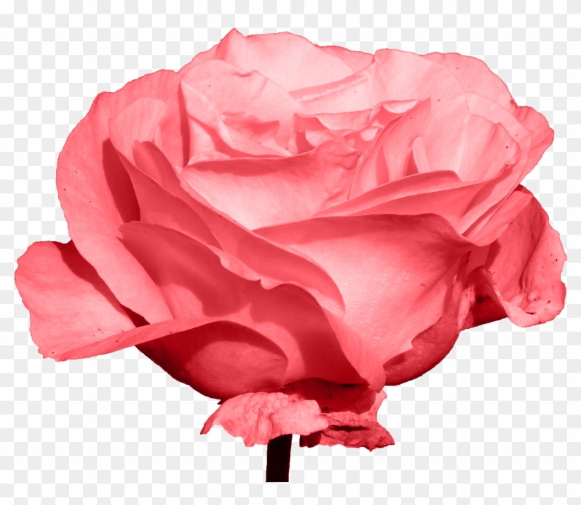 Garden Roses Centifolia Roses Beach Rose Download - Rose #1047383