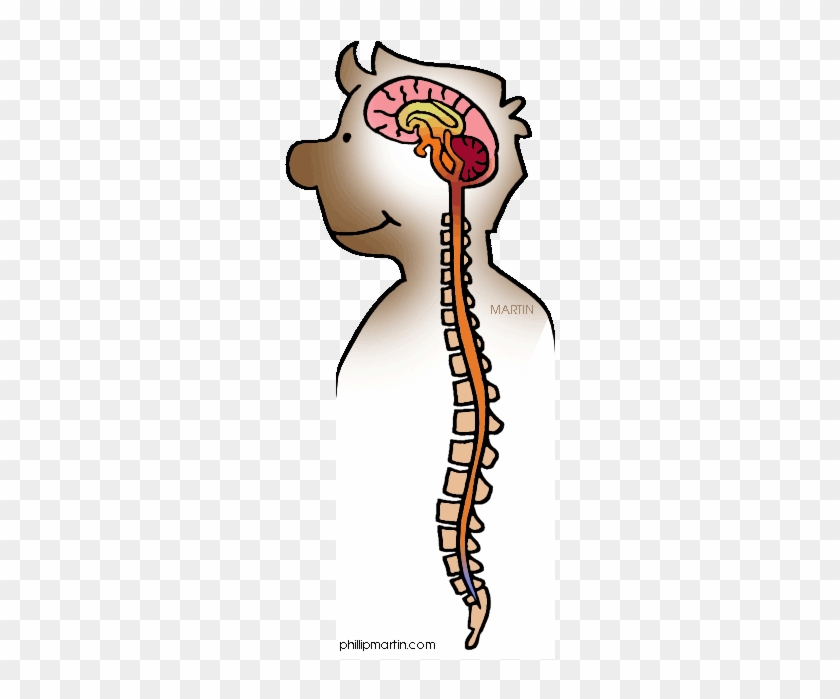 Nervous System Cliparts Free Download Clip Art Free - Nervous System Clip Art #1047871