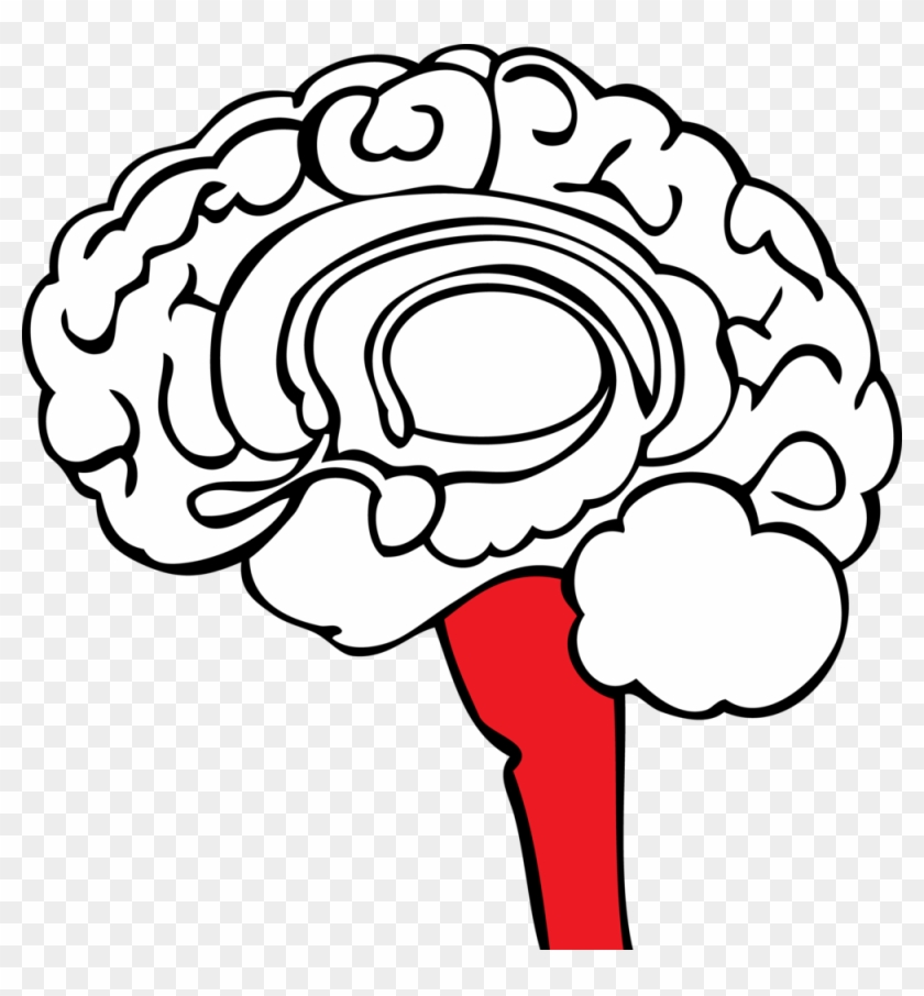 Operating Out Of Red Brain Means That Learning Is Extremely - Operating Out Of Red Brain Means That Learning Is Extremely #1047886