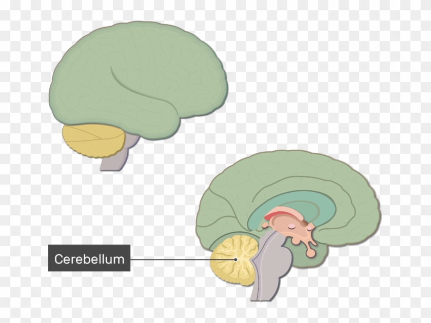 An Image Showing The Cerebellum Labeled, Lateral And - Brain #1047892