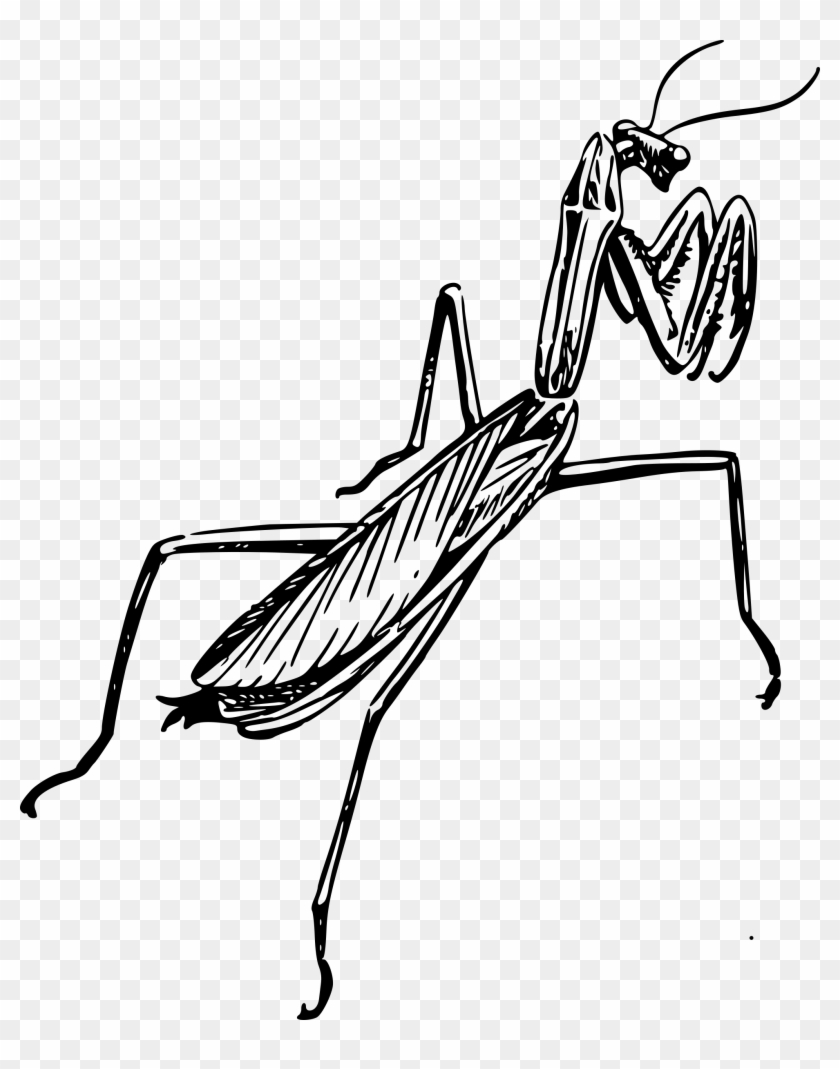 Big Image - Mantis #1047973