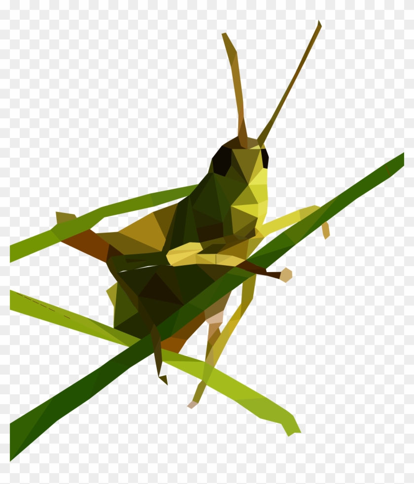 Poly Grasshopper - Low Poly Grasshopper #1047976