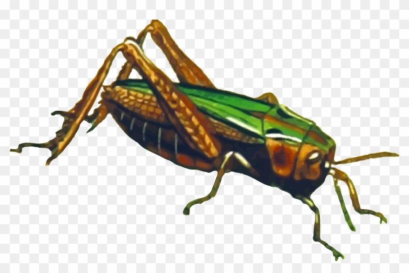 Green Grasshopper - Png Grassopper #1048031