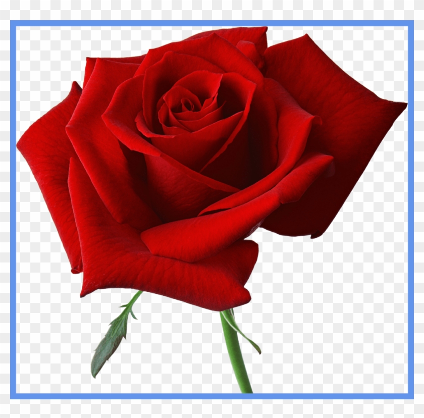 Rose Flower Rose Flower Animation Shocking Rose Flower - Happy Rose Day Hd  - Free Transparent PNG Clipart Images Download