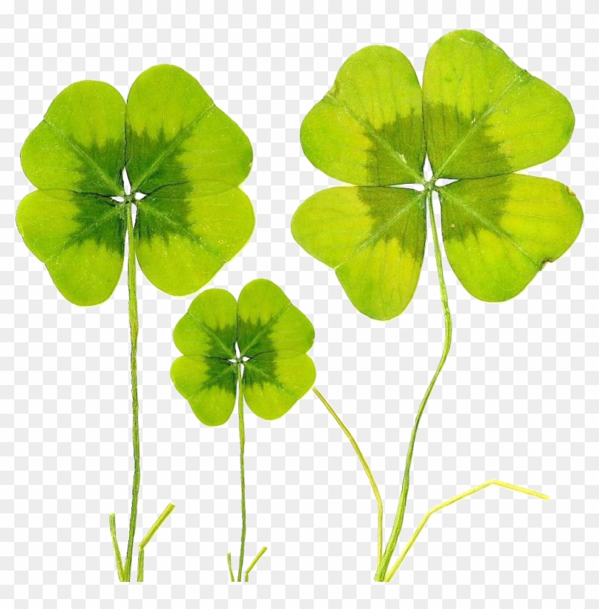 Four-leaf Clover Baidu Wangpan Biological Specimen - Psd #1048701