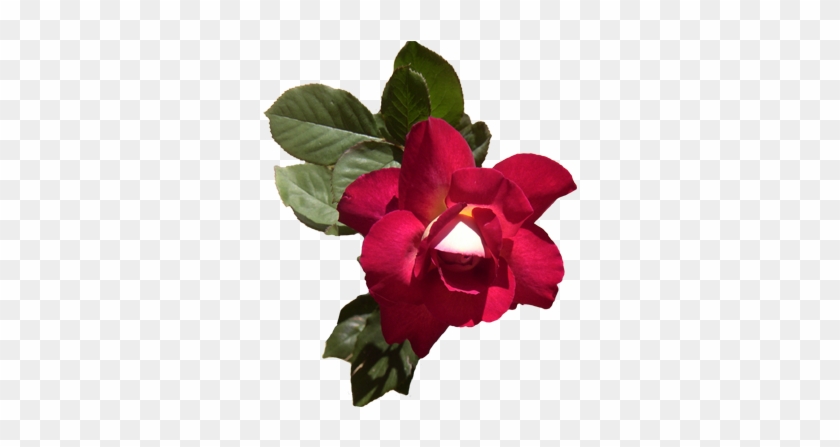 Fiona-rose - Rose #1048818
