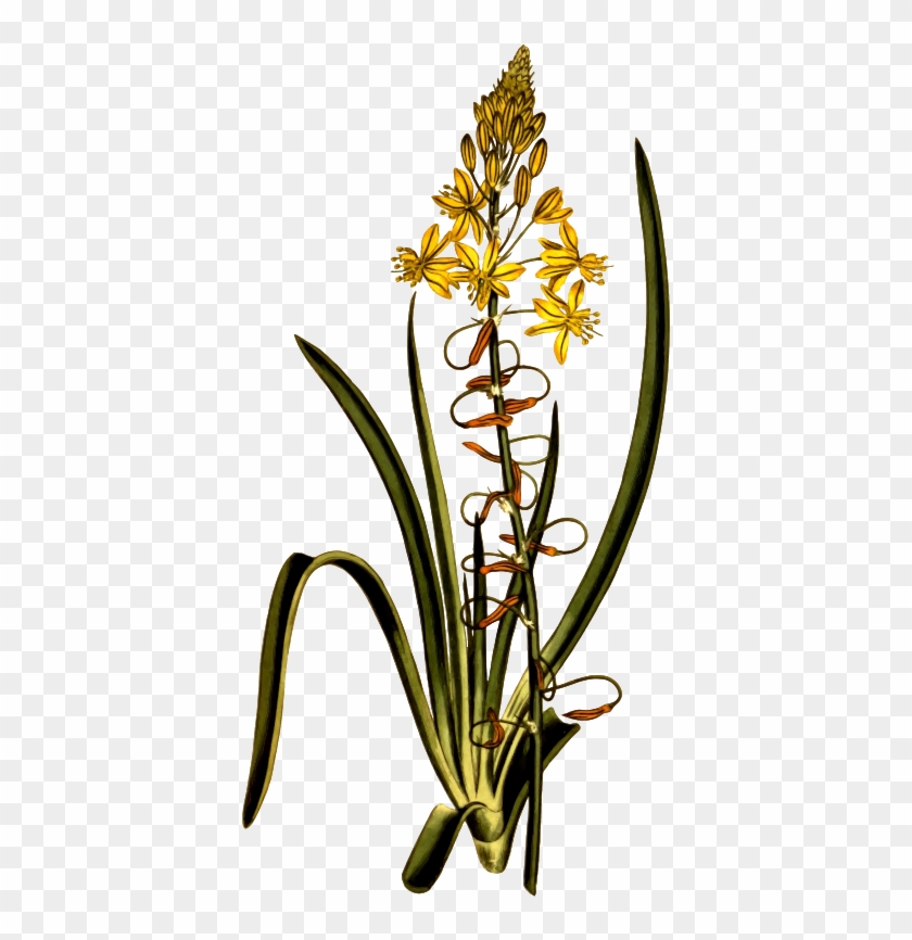 Medium Image - Anthericum #1048915