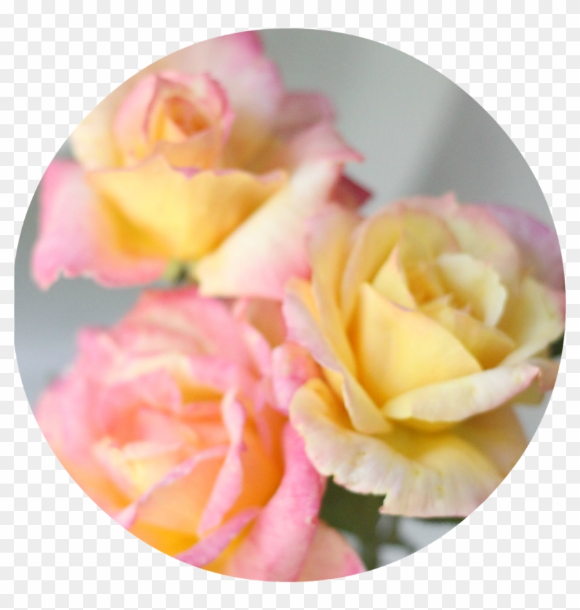 This Is A Hybrid Tea Rose Called Broadway With Shades - Pinky Yellow Rose Called #1048930