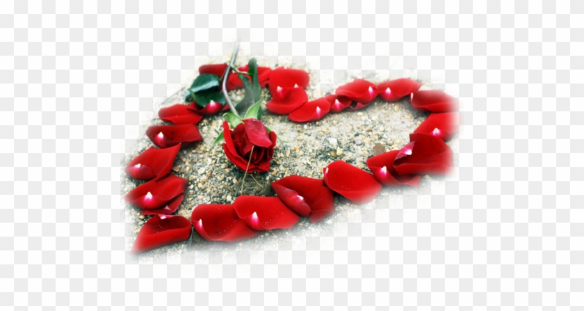 Heart Rose By Muydin1972 - Beautiful Flowers In Love #1048949