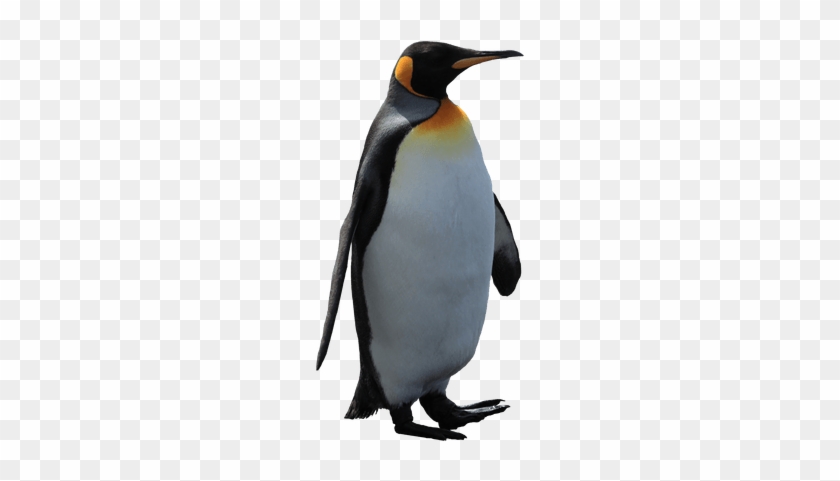 Attack On Titan Penguin #1048978