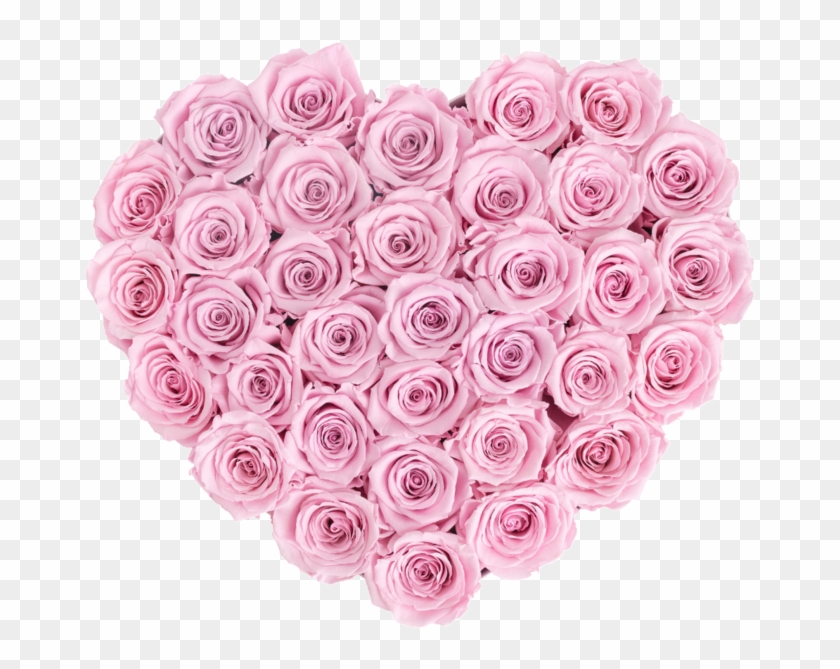 Infinity Heart- Last One Year - Garden Roses #1048999