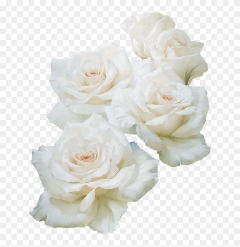 Garden Roses Unblog Flower - Белые Розы Пнг #1049016