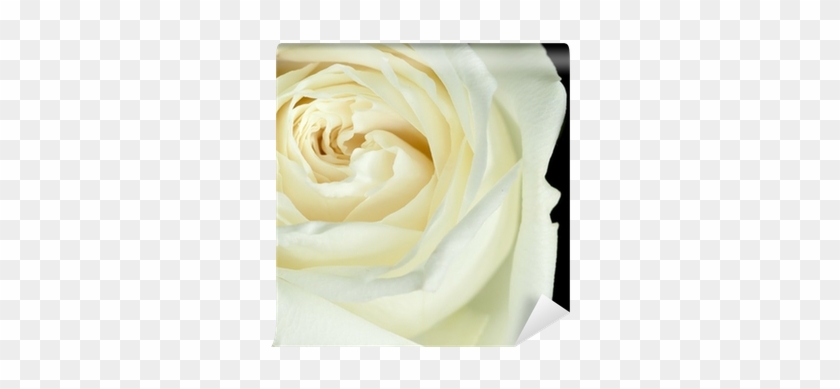 Garden Roses #1049019