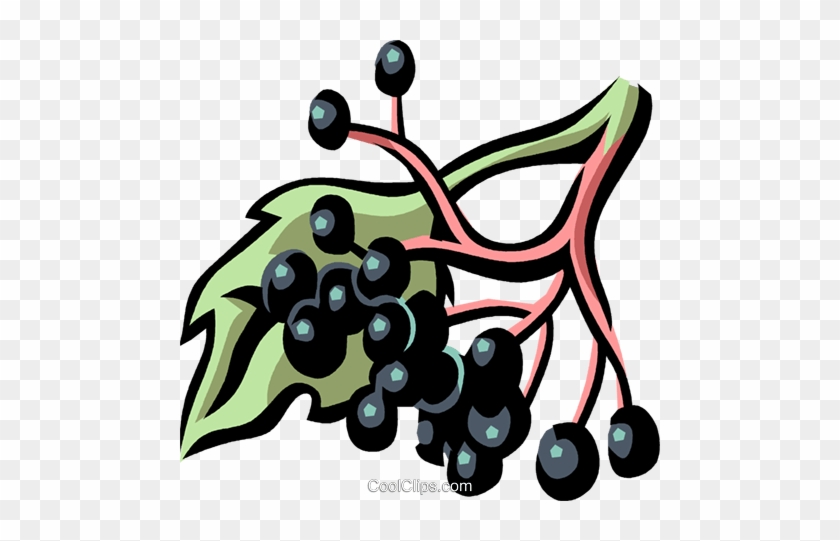 Elderberry Clipart 1 Elderberry Clipart 2 Elderberry - Elderberry Clipart 1 Elderberry Clipart 2 Elderberry #1049036