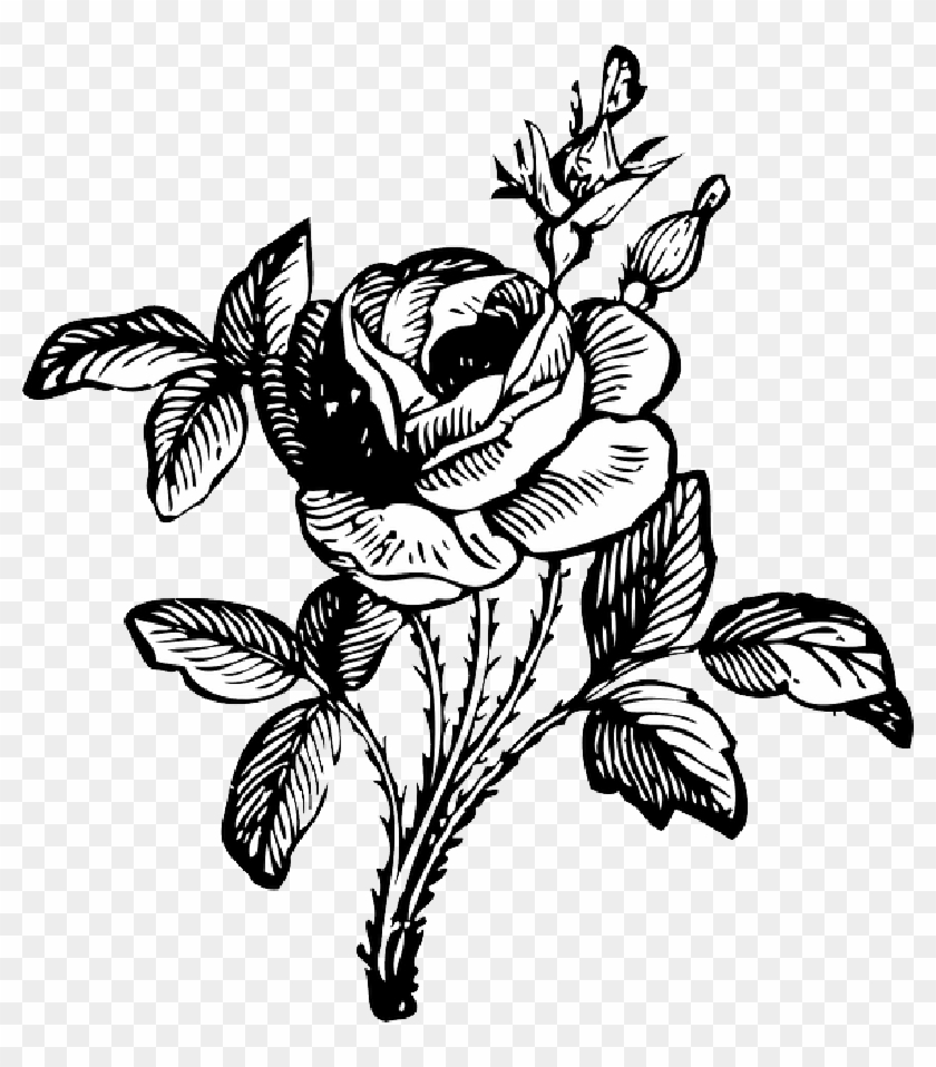 Black, Drawing, Leaf, White, Rose, Free, Vine, Vines - Black And White Flower Png #1049203