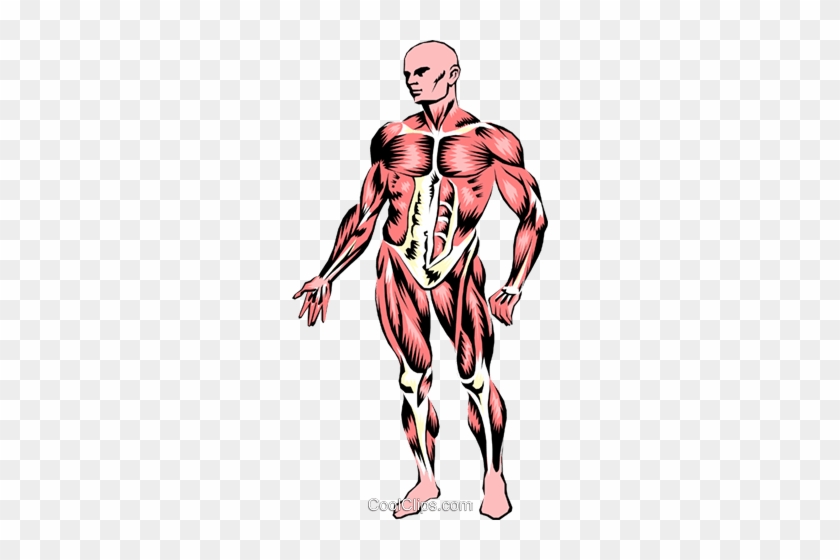 Musculature Royalty Free Vector Clip Art Illustration - Clipart Of Muscular System #1049238