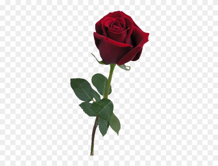Red Rose Bud Png Clipartu200b Gallery Yopriceville - Gif De Una Rosa #1049429