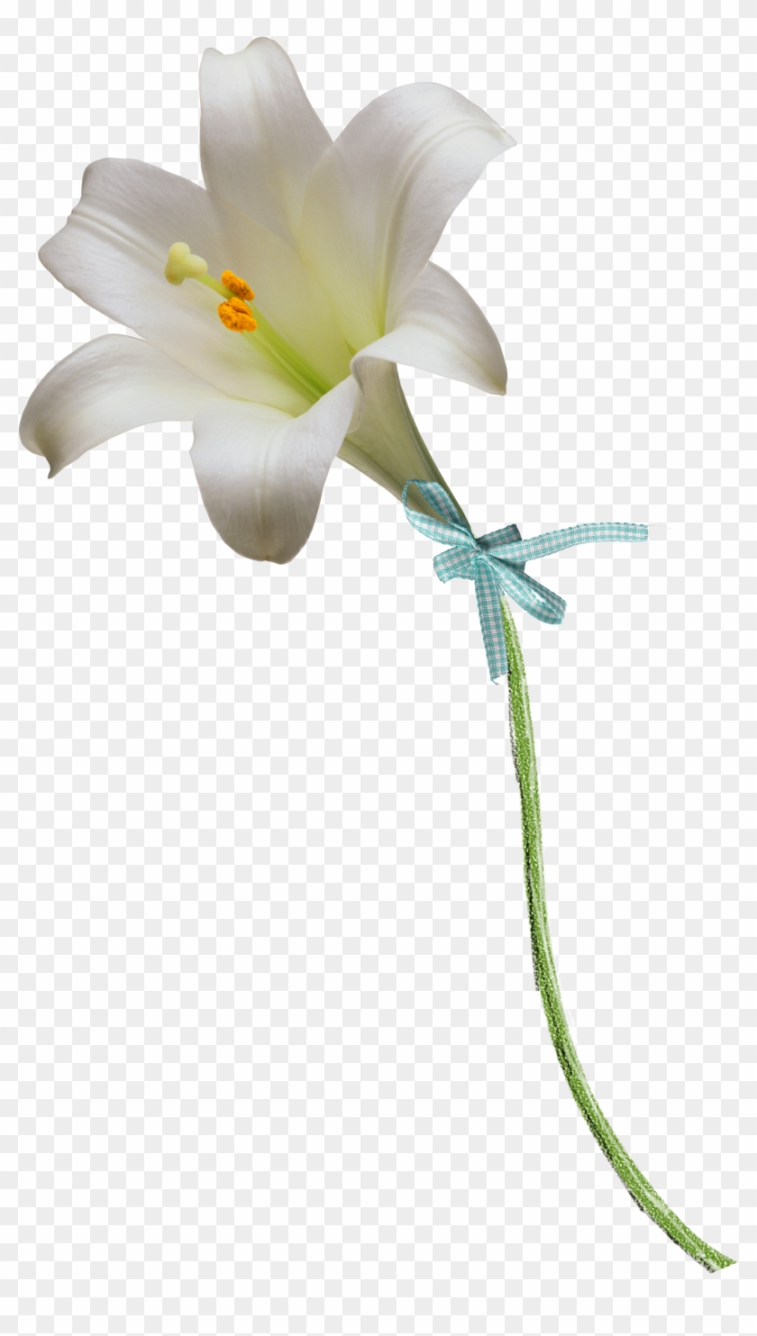 Floral Design Easter Lily Flower Clip Art - Lilies Png #1049924