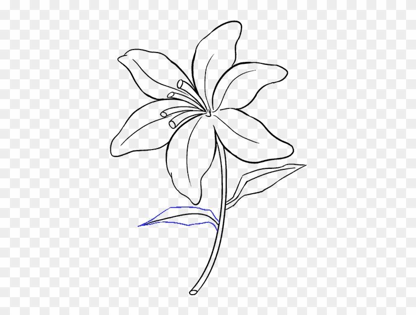 How To Draw A Lily - Lilies Drawing #1049927