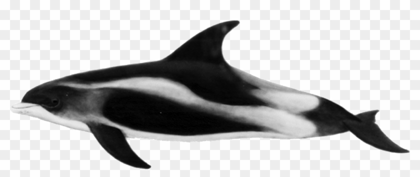 White Beaked Dolphin Lagenorhynchus Albirostris #1049984
