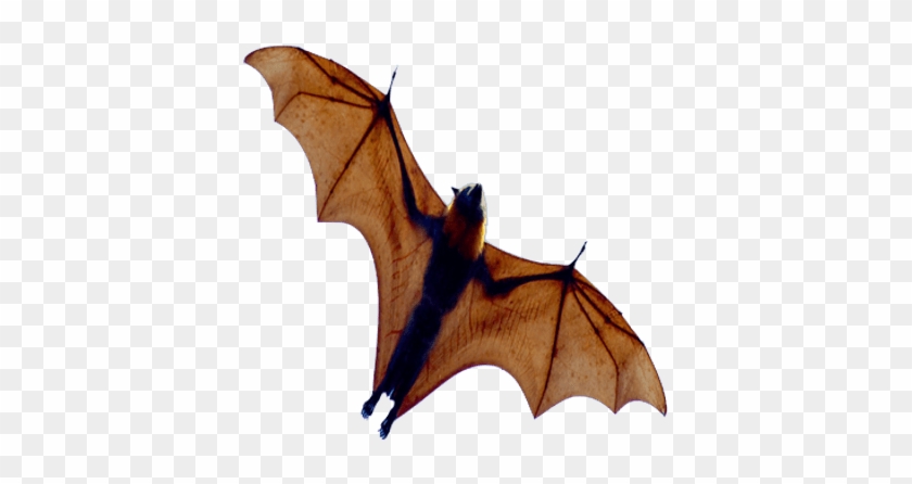 Bat Open Wings From Below - Grey Headed Flying Fox #1050154