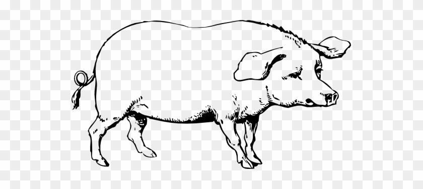 Hog 2 Black White Line Art 555px - Old Major Animal Farm Drawing #1050482