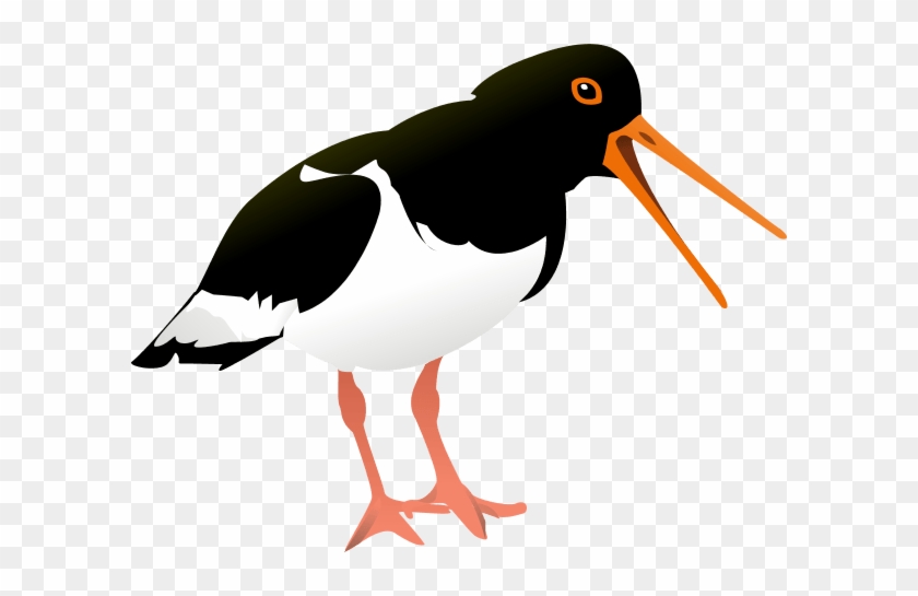 Bird Oyster Catcher - Oyster Catcher Clipart #1050695