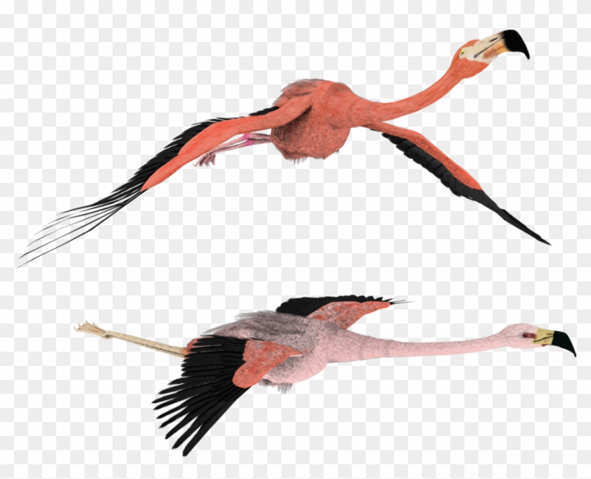 Like Silly Flamingo 3d Stock Png By Madetobeunique - Wallpaper #1050704