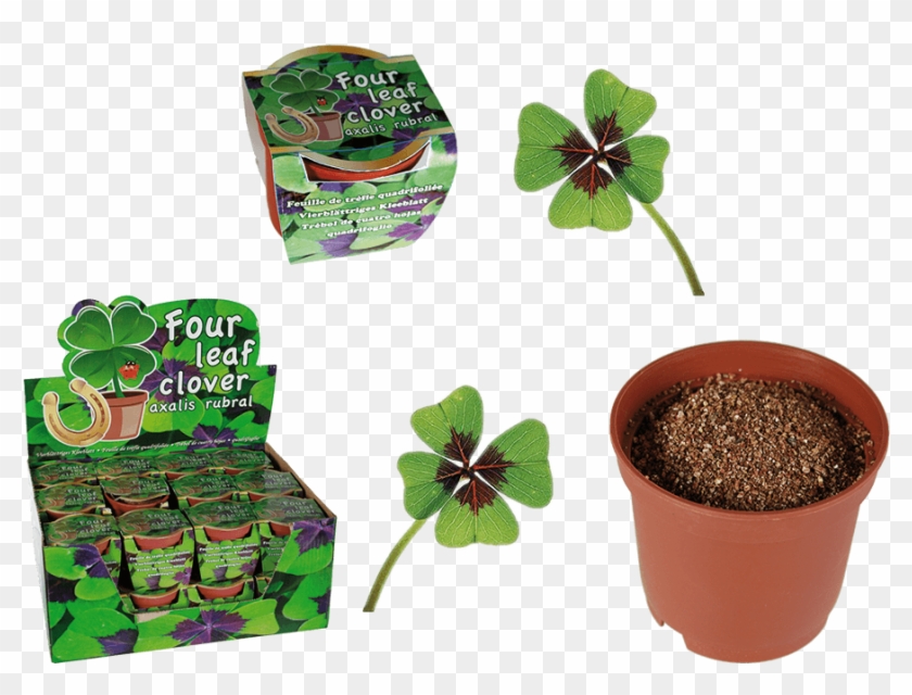 Grow Your Own Lucky Four Leaf Clover #1050998