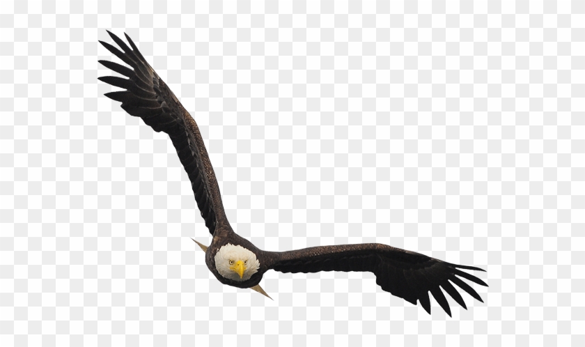 Bald Eagle - Bald Eagle #1051055