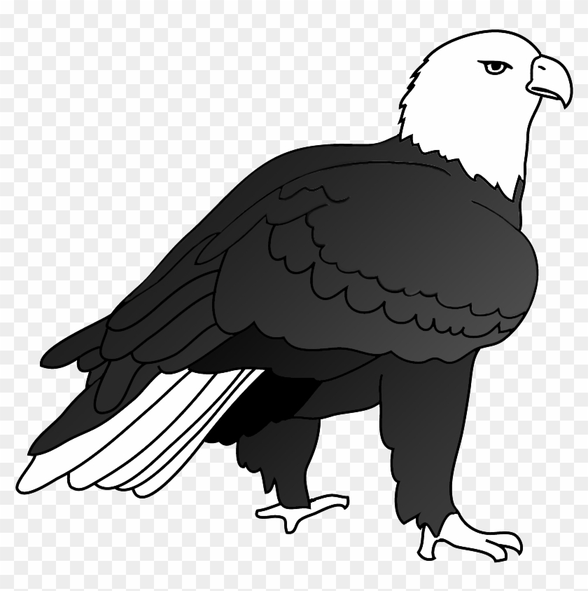 Eagle Drawing Outlined, Drawing Of Bald Eagle On Ground - Eagle #1051057