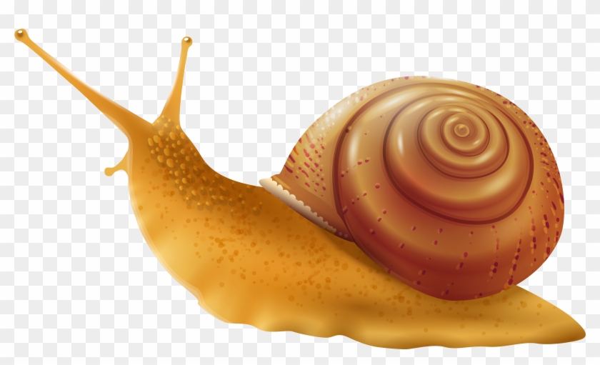 Snail Png Clip Art - Snail Clipart Png #1051325