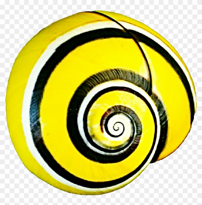 Snail Shell Cliparts - Snail Shell Cliparts #1051359