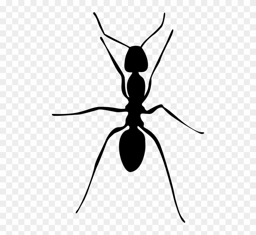 Image Result For Ant Images Black And White - Ant #1052087