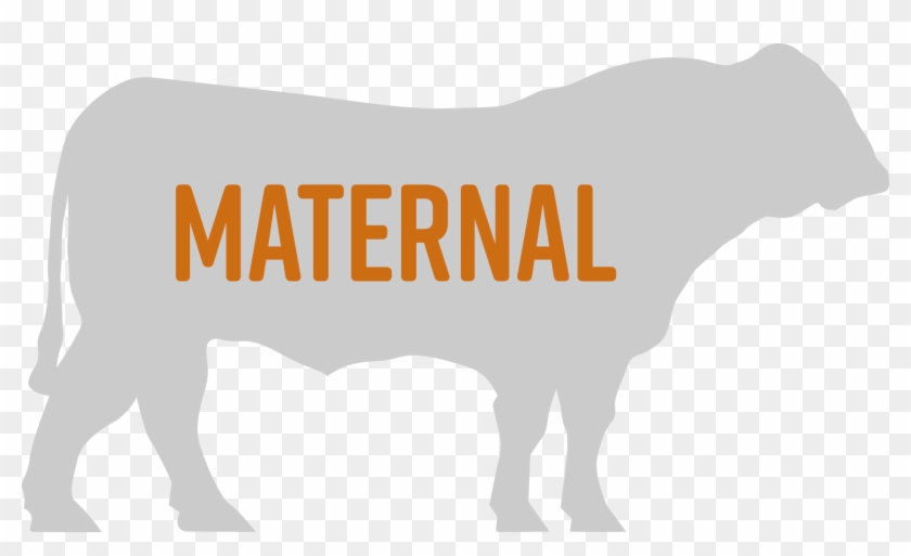 Maternal Bulls - Dairy Cow #1052364