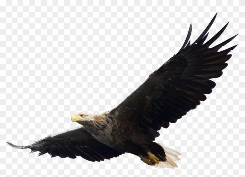 Flying Eagle White Background #1052649