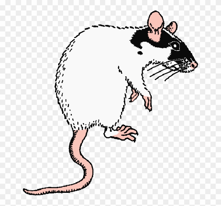 Social Behaviour Of Fancy Rat - Drawings Of Rats #1052659