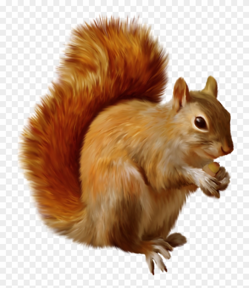 Red Squirrel Clipart Acorn - Squirrel Png #1052800