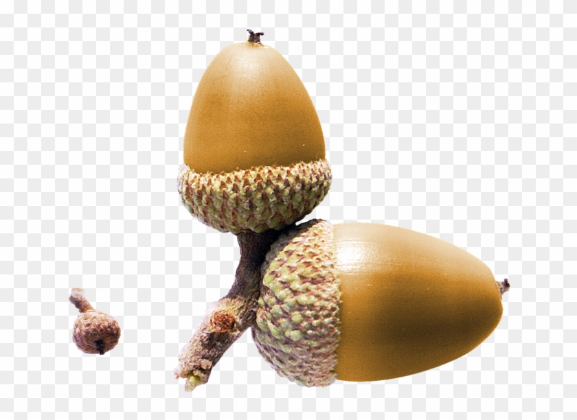 Acorn Nut Yellow Clip Art - Желуди Пнг #1052823