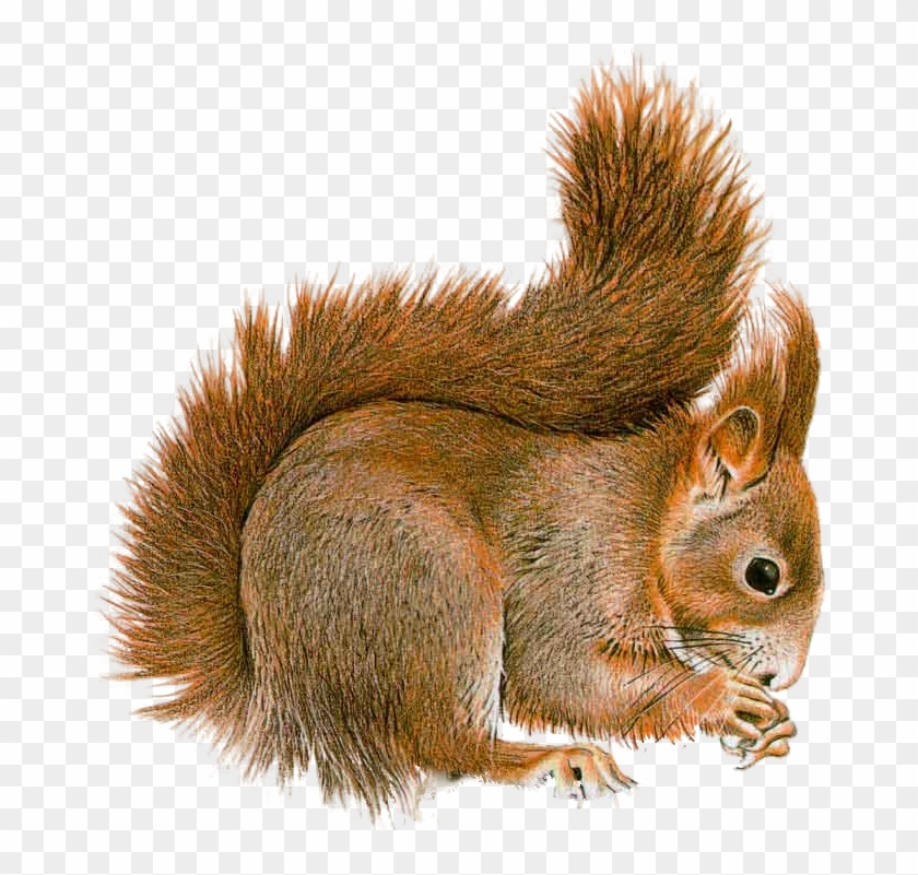 Squirrel Clipart Five - Squirrel Transparent #1052847