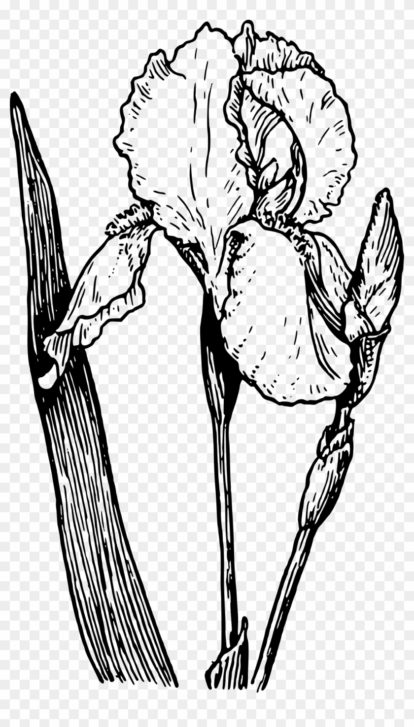 Big Image - Iris Clip Art #1052848