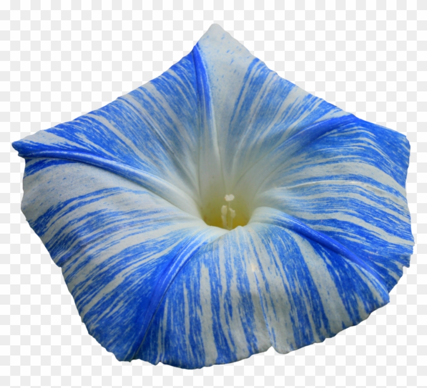 Great Flying Saucer Morning Glory Png By With Flying - Hd Morning Glory Flower Png #1053387